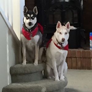 Meet your Posher, Donna